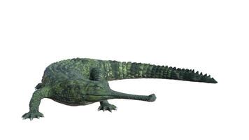 3d rendering of a crocodile on a white background photo