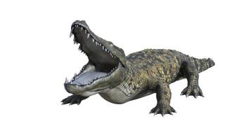 3d rendering of a crocodile on a white background photo