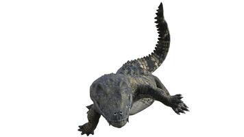 3d rendering of a crocodile on a white background photo