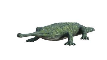 3d rendering of a crocodile on a white background photo
