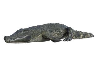 3d rendering of a crocodile on a white background photo