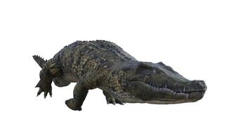 3d rendering of a crocodile on a white background photo