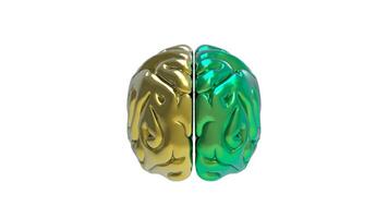 3d Brain object on white background photo