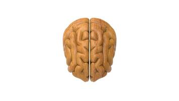 3d Brain object on white background photo