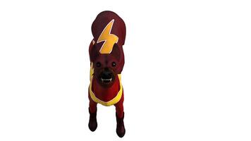 dog dressed costume on white background photo