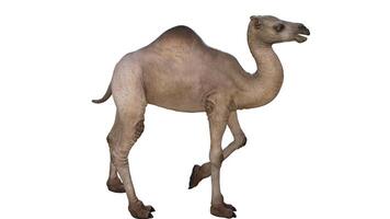 camello en un blanco antecedentes foto