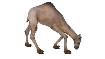 camello en un blanco antecedentes foto