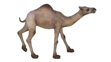 Camel on a white background photo