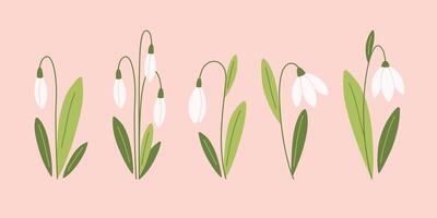 Snowdrop flowers collection. Spring flowers. vector