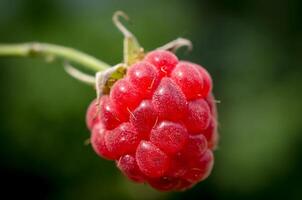 Raspberry close up photo