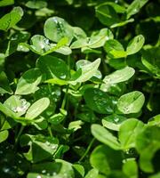 Dew drops closeup photo