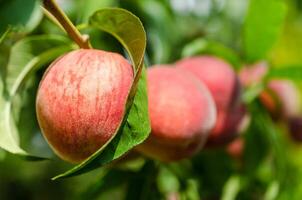 Ripe peaches fruits on a branch photo