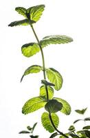 Sprig of mint photo