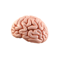 AI generated Brain side view png isolated on transparent background