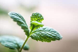 Sprig of mint photo