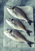 Sea bream dorada fish photo