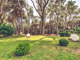 Coniferous park in summer photo