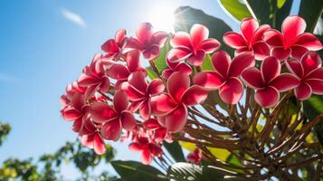 ai generado vibrante rosado plumeria flores en luz de sol foto