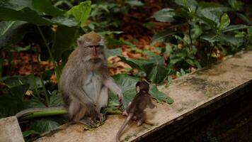 combat pour nourriture, singes arraché cacahuètes de chaque autre, alimentation de mains video