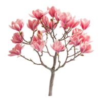 AI generated Tulip tree isolated on transparent background png