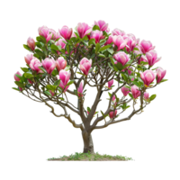 AI generated Tulip tree isolated on transparent background png