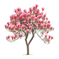 ai generiert Tulpe Baum isoliert auf transparent Hintergrund png