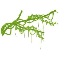 Lianas branch with vines vector