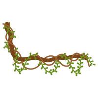 Lianas branch with vines vector