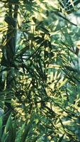 A close up of a bamboo tree with lots of leaves video