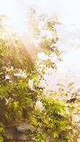a Sol brilha através a folhas do uma árvore video