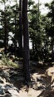 A group of trees and rocks in a forest video