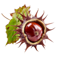 ai généré châtaigne fruit sur transparent Contexte png