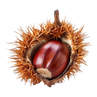 AI generated Chestnut fruit on transparent background png