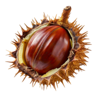 AI generated Chestnut fruit on transparent background png