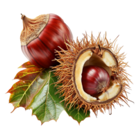 ai généré châtaigne fruit sur transparent Contexte png