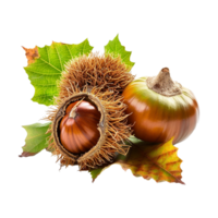 AI generated Chestnut fruit on transparent background png