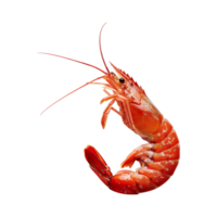 AI generated Red shrimp isolated on transparent background png