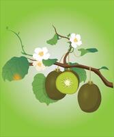 Kiwi fruit on tree branch. Vector illustration in realistic style