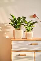 Two home flowers on a chest of drawers in the sun. photo