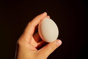blanco pollo huevo en un mujer mano. foto