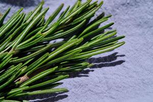 Fresh rosemary on a background of blue fabric. photo