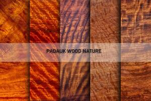 Set of natural real paduk planks with groove joints have a vertical background photo