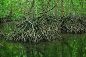 mangrove tree roots that grow above sea water. Mangroves function as plants that are able to withstand sea water currents that erode coastal land photo