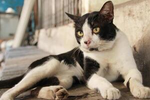 Harlequin black white cat cow homeless street Stray cat lying on the ground floor photo