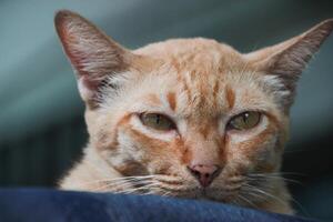 close up hiding fatty ginger orange tabby cat face looking straight photo