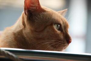 close up hiding fatty ginger orange tabby cat face looking straight photo