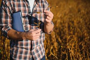 agrónomo inspeccionando soja frijol cultivos creciente en el granja campo. agricultura producción concepto. joven agrónomo examina haba de soja cosecha en campo en verano. granjero en haba de soja campo foto