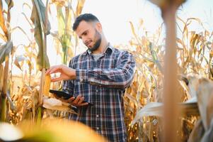 agricultor en campo comprobando mazorcas de maíz foto