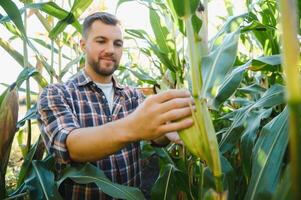 un hombre inspecciona un maíz campo y mira para plagas exitoso granjero y agro negocio foto