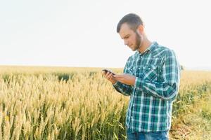 Happy mature technician checking the growth of the wheat for a quality control in a cereal field in summer photo